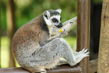 Doze off ring-tailed lemur