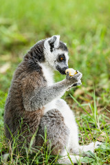 Ring-tailed lemur