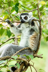 Ring-tailed lemur sleeping in the tree