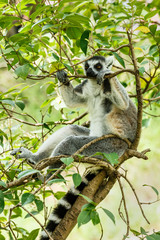 Ring-tailed lemur sleeping in the tree