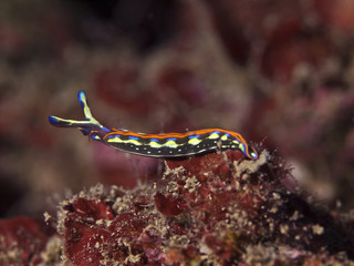 Hope`s elysia, Gestreifte Flügelschnecke (Thuridilla hopei)