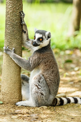 Obraz premium Lovely ring-tailed lemur close up
