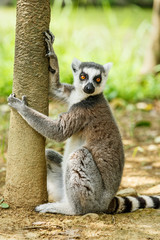 Lovely ring-tailed lemur close up © ABCDstock