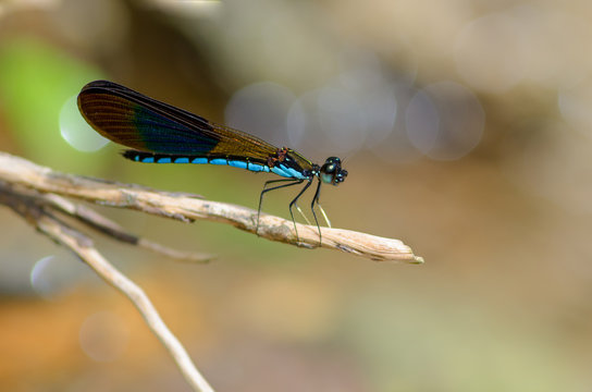 Dragonfly in Phillipines