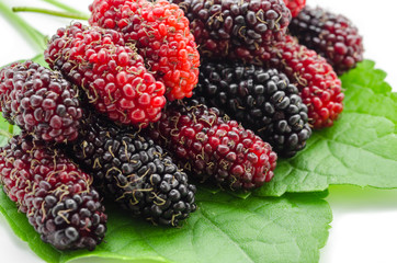 Mulberry with green leaf.