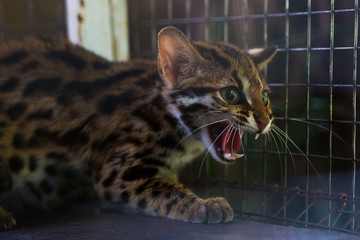 Leopard cub aggressive Trapped in a mesh cage.