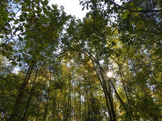 Obraz premium Верхушки деревьев в лесу на фоне неба и проглядывающего солнца в осенний день