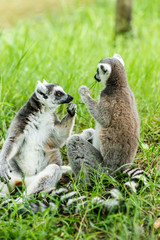 Lovely ring-tailed lemur sitting on the grass