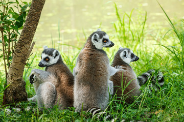ring-tailed lemur family on the grass