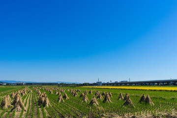 Heaping up straw,Japan