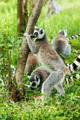 Stand the ring-tailed lemur