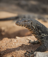 monitor lizard closeup