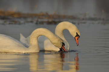 Swans swimming on the river. A pair of birds on the water. Love and faithfulness.