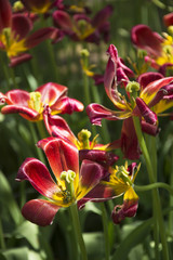 Beautiful Daylilies in Spring in the Netherlands