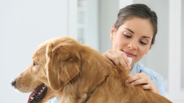Woman applying tick and flea prevention treatment to her dog