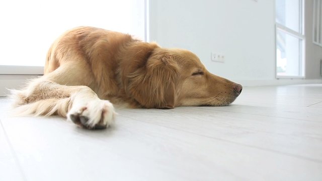 Closeup of dog sleeping on floor