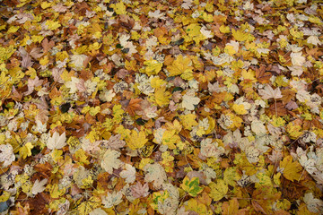 foglie colorate autunno letto di foglie cadute