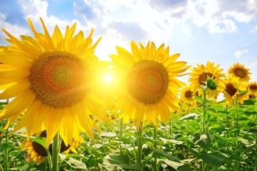 Fototapeta premium sunflowers on a background of blue sky