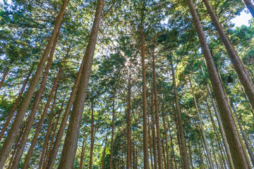 Fototapeta premium Forest of cypress