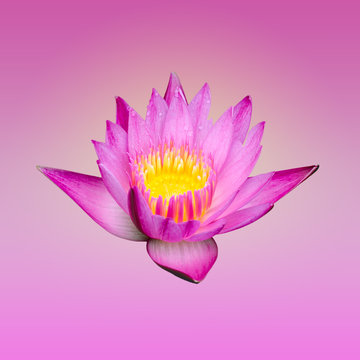 Pink lotus isolated on gradient background with working path