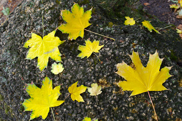 Several large and small yellow autumn maple leaves