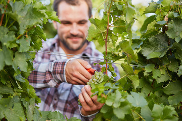 Winemaker harvesting green grapes