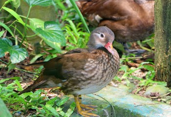 Carolina duck standing