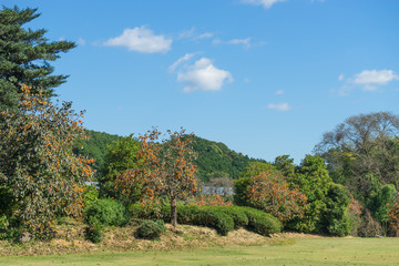 Scenery with the tree of persimmon,Susono-shi Japan