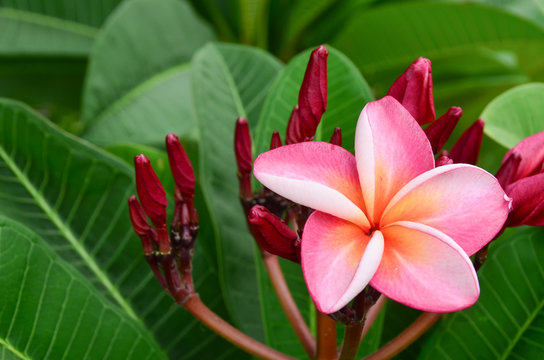 Plumeria Flowers Color Pink Nature Background Garden Tropical