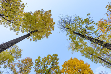 Autumn trees with blue sky in a forest