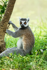 Alert the ring-tailed lemur