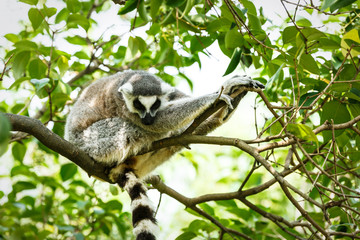 Ring-tailed lemur sleeping in the tree