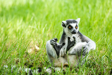 Lovely ring-tailed lemur sitting on the grass