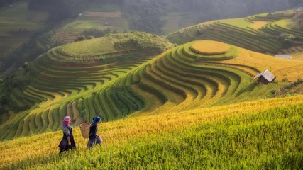 Wall murals Rice fields Terraced rice field inside fog and morning ray in Mu Cang Chai,