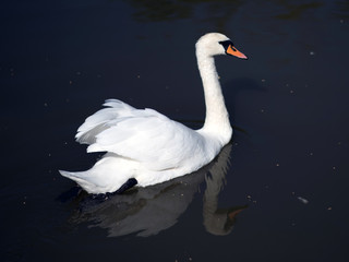 White swan with reflection swimming in a lake