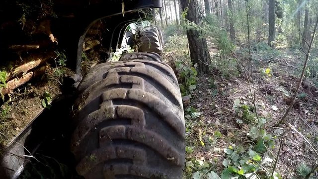 gathering loading timber on logging truck. The harvester working in a forest. Transportation of wood in place is difficult passable. Large wheels closeup