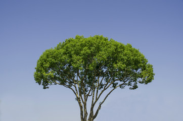 大きな木