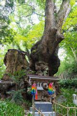 Large Camphor tree,Atami Japan