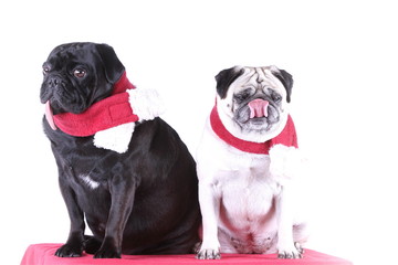 Zwei Möpse mit rotem Schal (Weihnachten)
