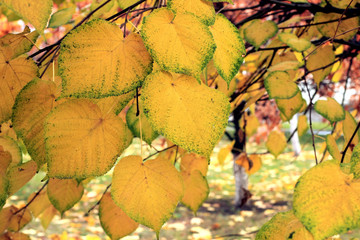 autumn leaves