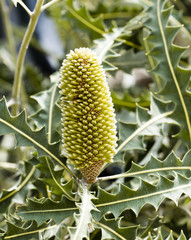Obraz premium Green Australian banksia