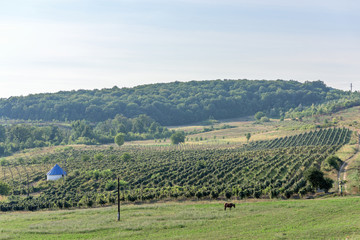 Village landscape with green wineyard and blue sky