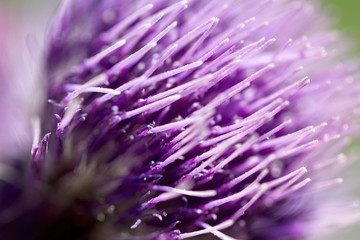 A blooming thistle flower close up