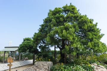 Omiya no matsu(pine tree of Omiya) 