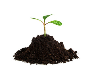 Young plant with humus isolated on white background