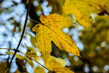 Jesienny liść w parku