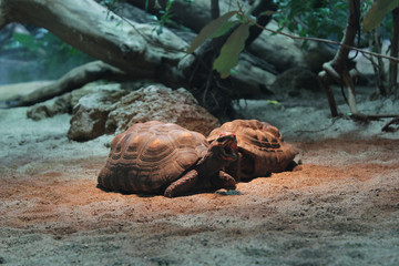 Zwei Schildkröten liegen unter einer Wärmelampe; Schildkröte stößt Laut aus