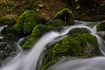 stream in the forest