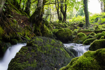 Obraz premium stream in the forest