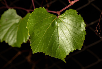 Green vine leaf on a black background